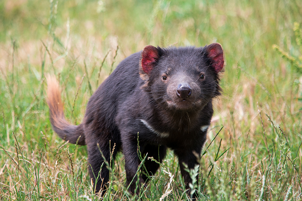 Diabos-da-tasmânia voltam à Austrália continental após 3 mil anos