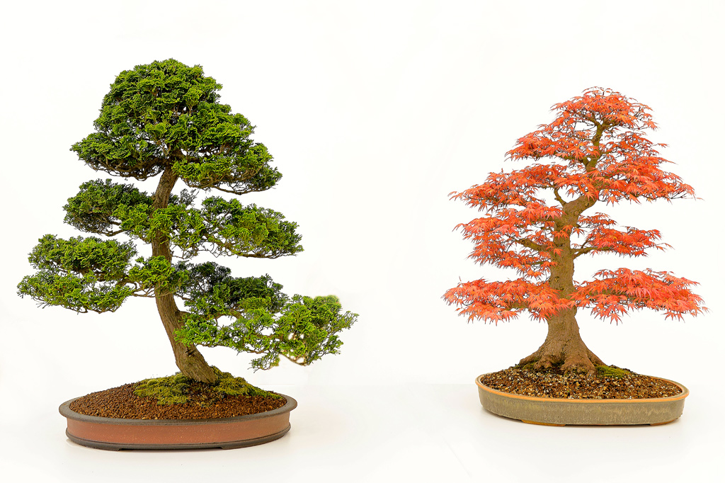 Qual é o bonsai mais antigo de que se tem notícia?