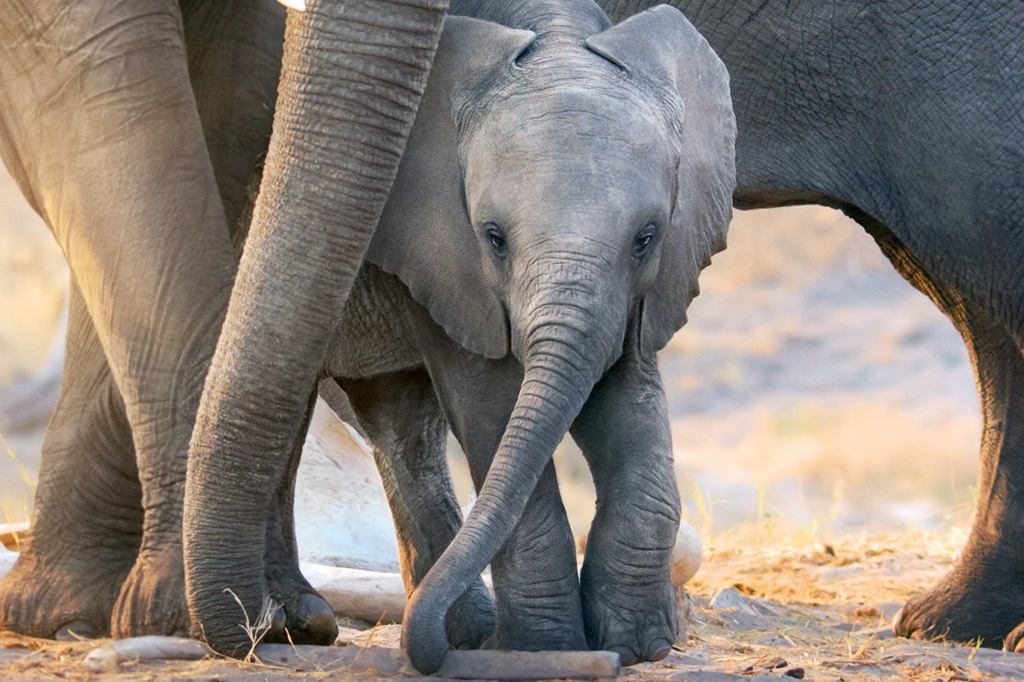 A imagem mostra um elefante bebê, entre as pernas de elefantes maiores.