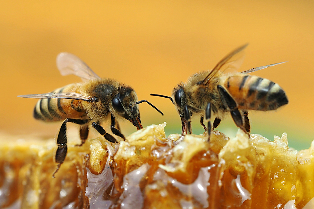 Mapa global com 20 mil espécies de abelha é ferramenta para combater extinção