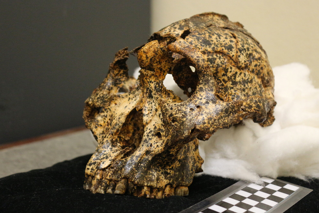 Espécie “prima” do homem pode ter se adaptado às mudanças climáticas