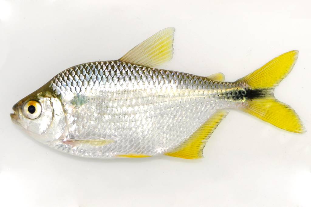 Alumínio em excesso na água afeta sêmen e causa malformações em embriões de peixe