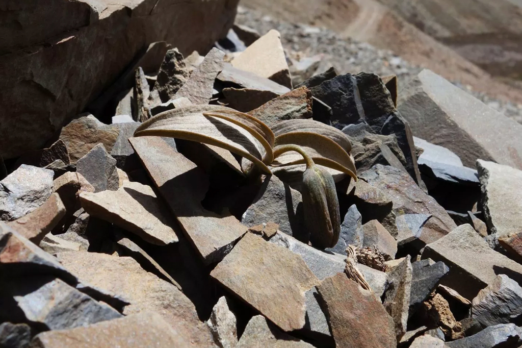 Plantas medicinais desenvolvem camuflagem para evitar humanos