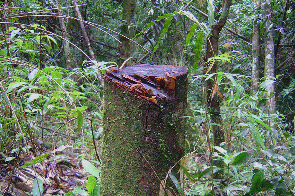 Fragmentos ilhados de Mata Atlântica perdem até 42% de sua biodiversidade