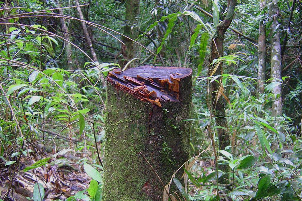 Fragmentos ilhados de Mata Atlântica perdem até 42% de sua biodiversidade