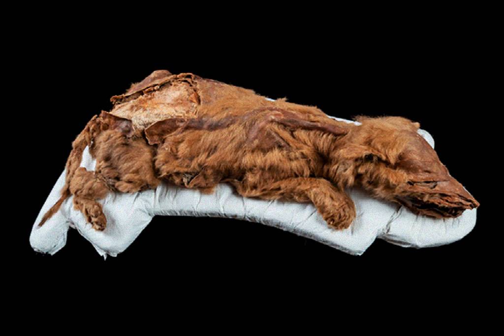 Filhote de lobo mumificado é encontrado em permafrost no Canadá