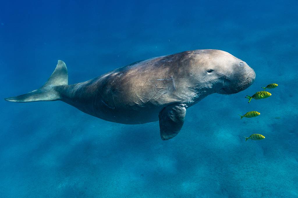 Qual peixe é a parte de baixo da sereia? Dá um bom sushi?