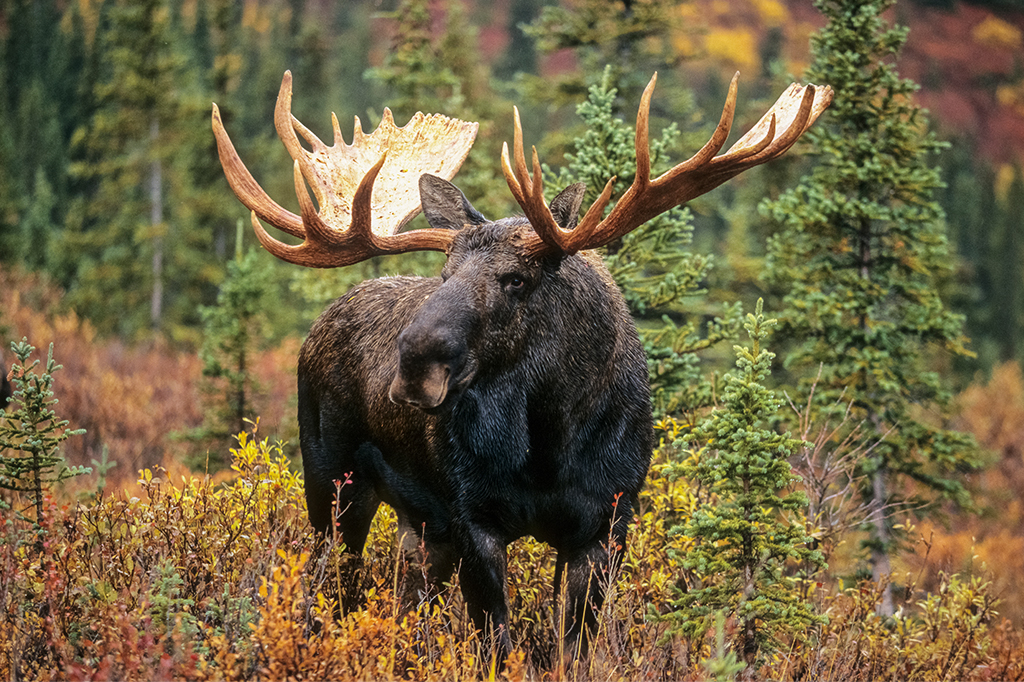 “Não deixe alces lamberem o seu carro”