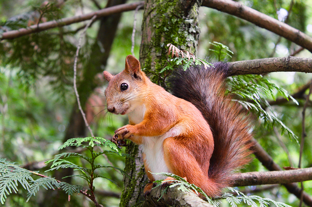 Vídeo mostra esquilo embriagado após comer peras fermentadas