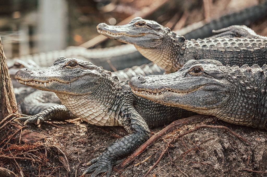 Jacarés são os maiores animais capazes de regenerar membros