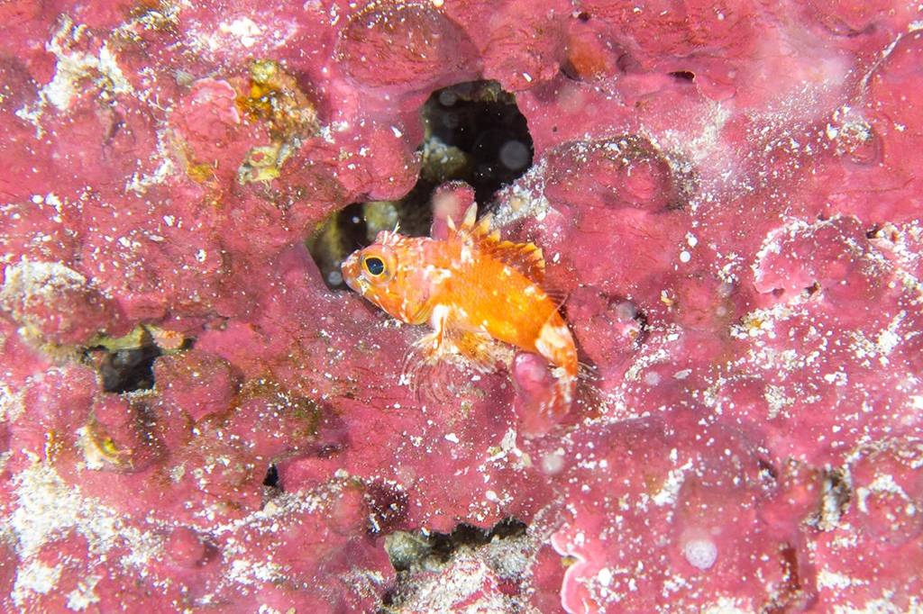 Pesquisadores encontram quatro novas espécies de peixe em Fernando de Noronha
