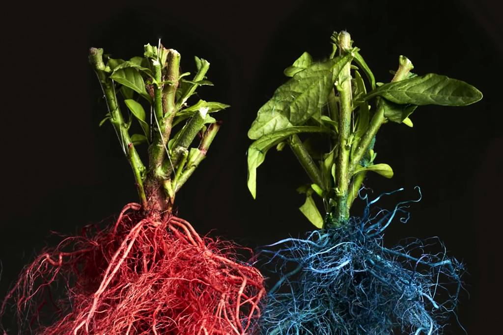 O gene para formação de raízes que é mais antigo que as próprias raízes