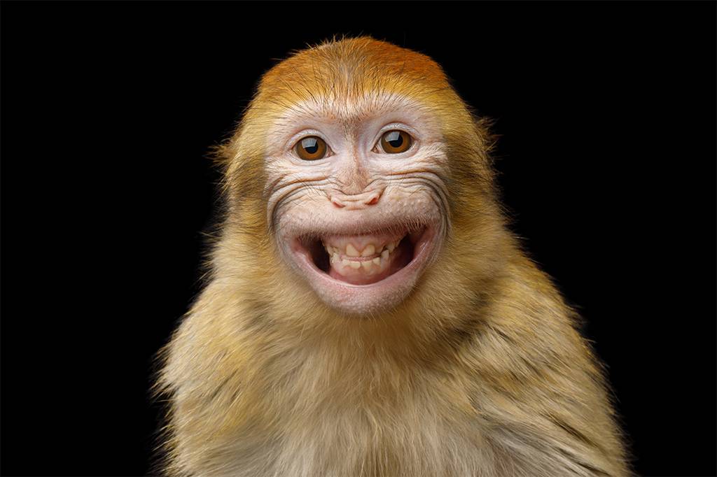 Organização ambiental defende fim das selfies de cientistas com macacos