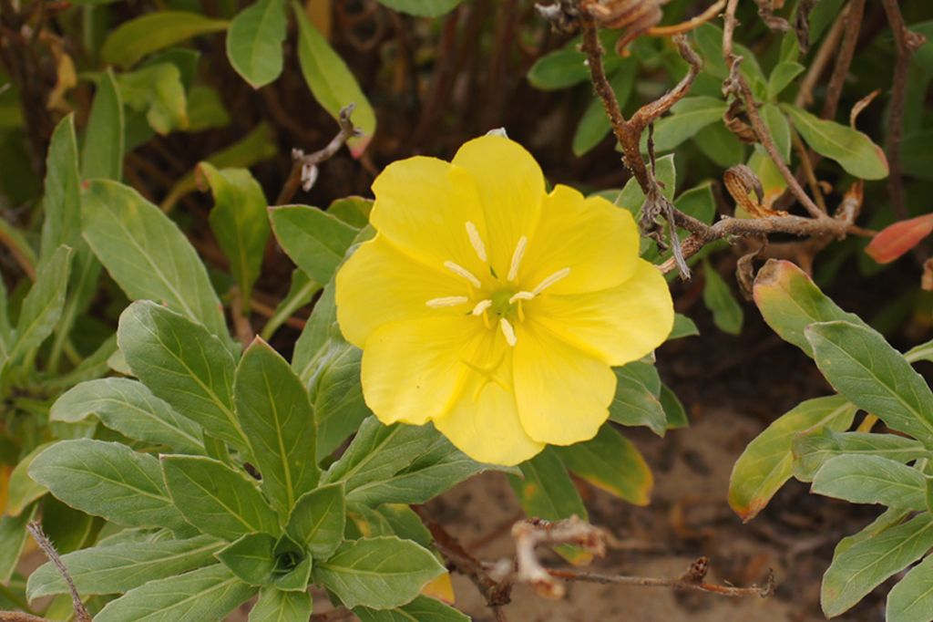 Esta flor ouve abelhas chegarem – e aumenta o açúcar no néctar para recebê-las
