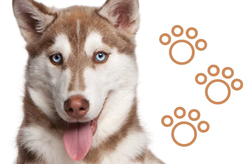 As 12 raças mais populares de cães atletas