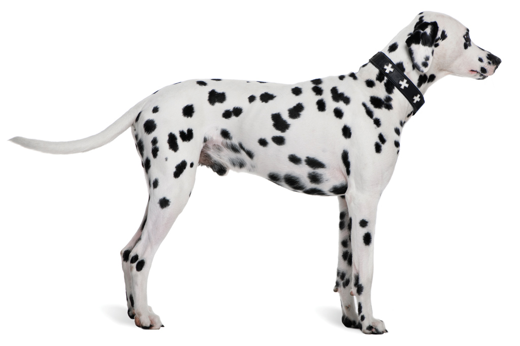 SI_101_cachorros_atletas_1 <strong>101 motivos para amá-lo. De acompanhante de carruagens a personagem da Disney, os dálmatas têm uma história de 4 mil anos.</strong>