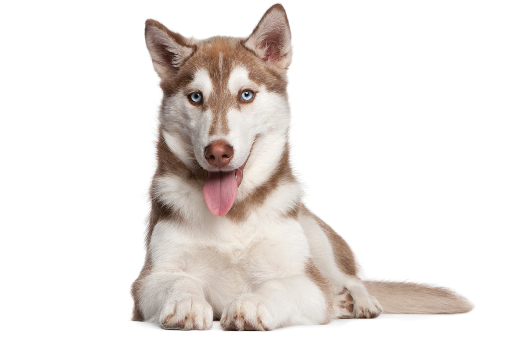 SI_101_cachorros_atletas_10 <strong>The old blue eyes.</strong>