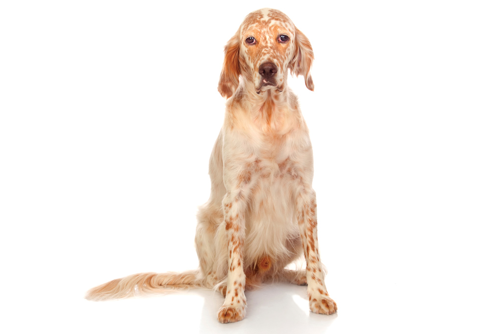 SI_101_cachorros_atletas_11 <strong>Senta que lá vem tiro.</strong>