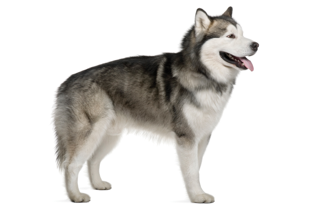 SI_101_cachorros_atletas_2 <strong>Depois de juntar todo o ouro que conseguiam, os exploradores do Alasca voltavam para casa puxados por enormes malamutes.</strong>