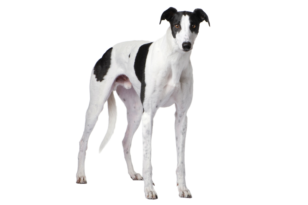 SI_101_cachorros_atletas_3 <strong>Ele chega até 72 km/h – quase o dobro do Usain Bolt.</strong>
