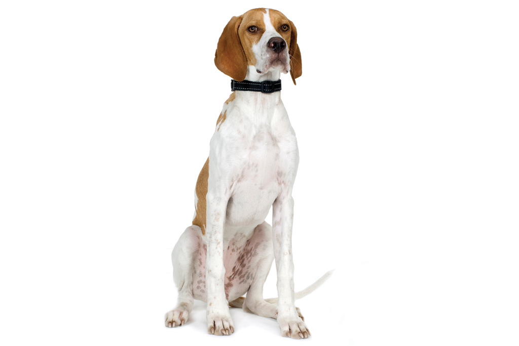 SI_101_cachorros_atletas_4 <strong>Lord Pointer.</strong>