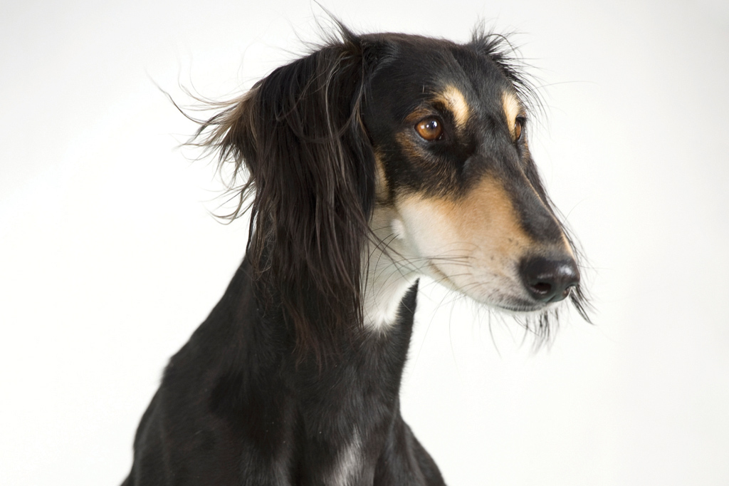 SI_101_cachorros_atletas_5 <strong>Entre os árabes, são considerados presentes de Alá.</strong>