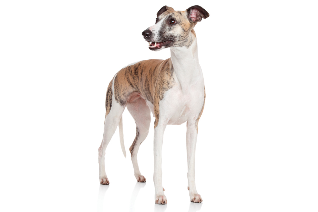 SI_101_cachorros_atletas_6 <strong>Em competições, os whippets perseguem lebres de mentira.</strong>