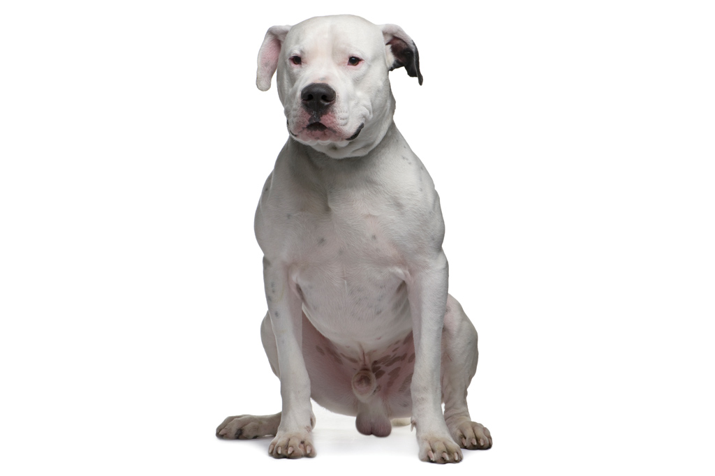 Dogo Argentino.