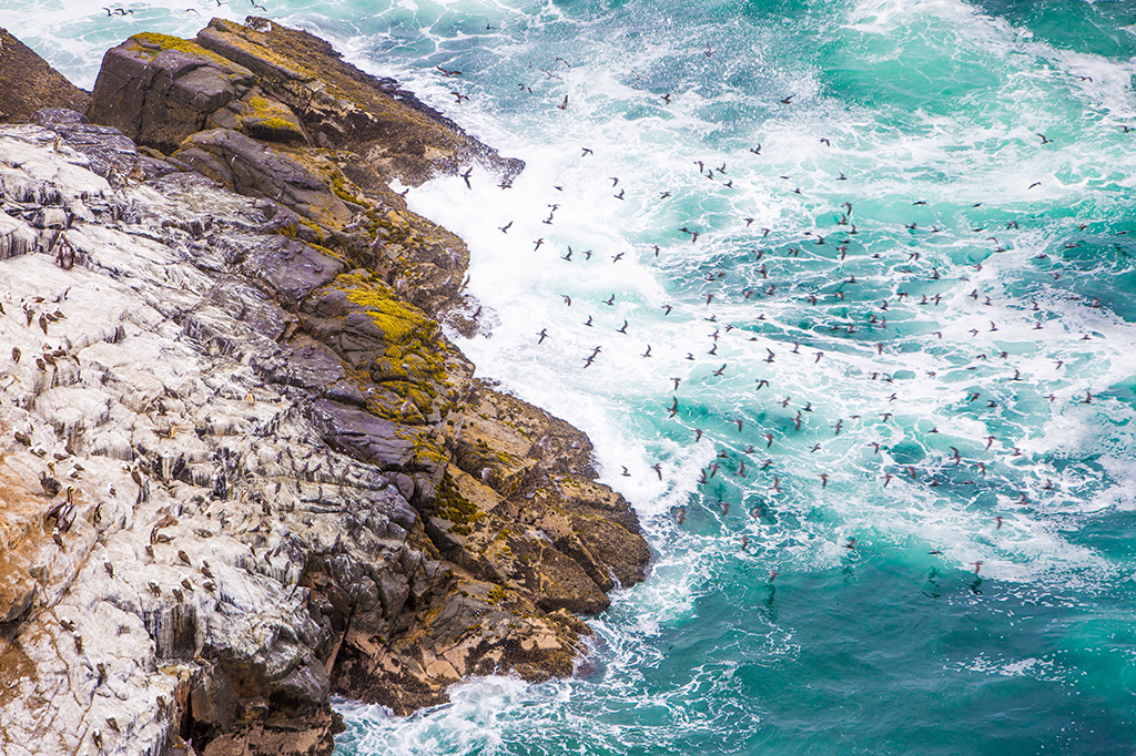 Cocô de aves marinhas ajudou comunidades antigas a plantar em Atacama