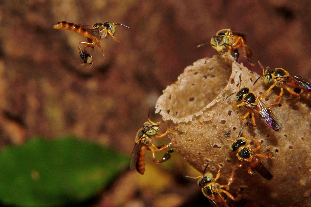 Ácido, decapitação kamikaze e resina grudenta: as defesas das abelhas sem ferrão