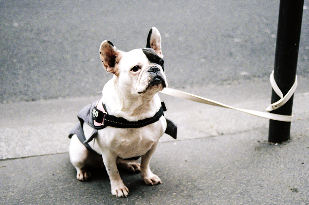 Humanos podem ter domesticado cães “por acidente”, sugere estudo