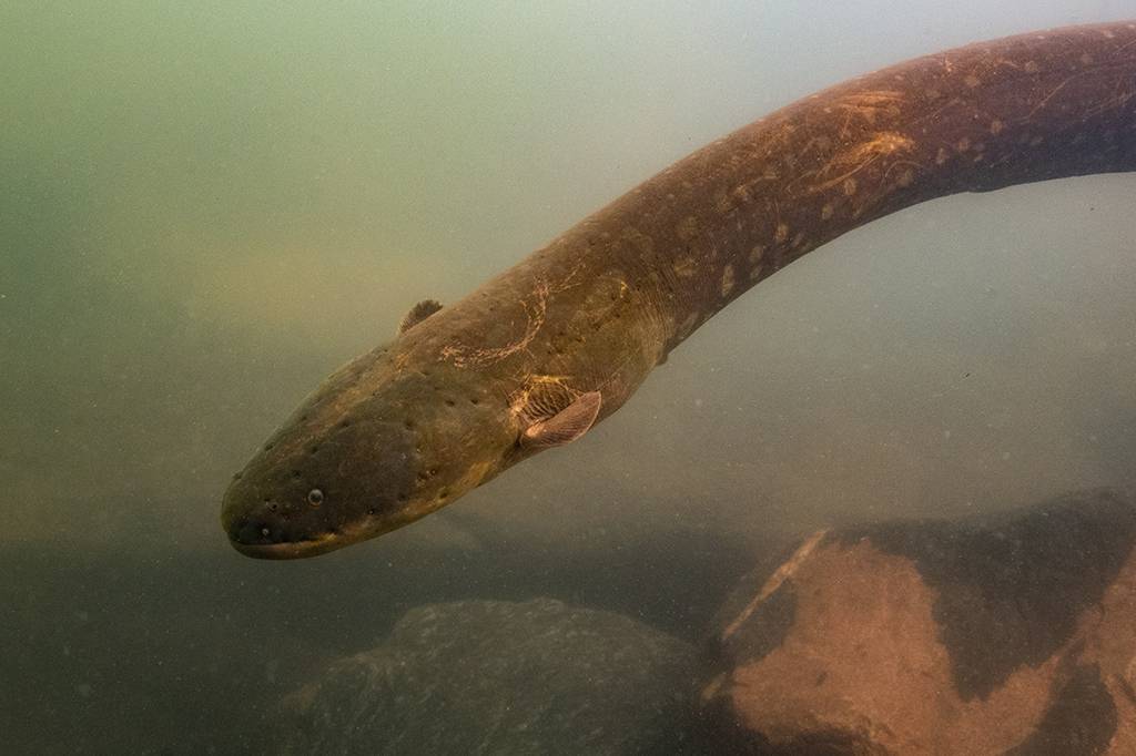 Pesquisadores flagram peixe elétrico de 2 m caçando em grupo na Amazônia