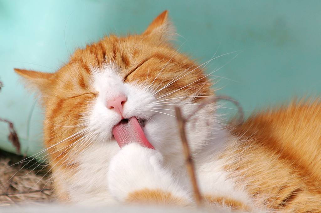 Catnip pode servir como repelente de mosquitos para gatos, sugere estudo