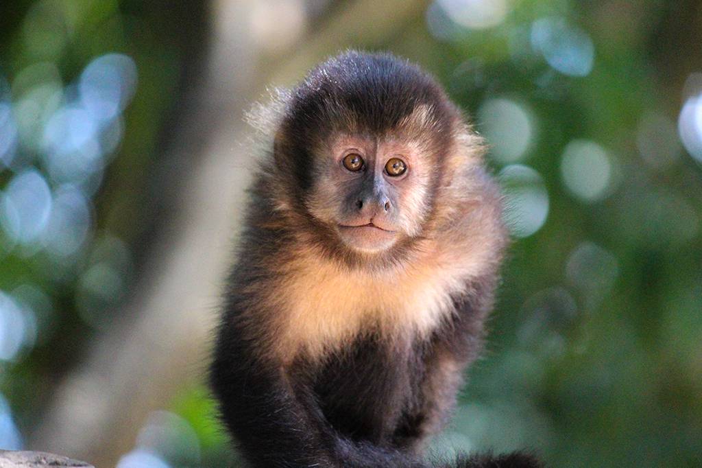 Na América, macacos daltônicos saíram na vantagem na seleção natural