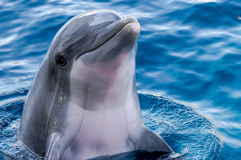 Nem redes apimentadas são capazes de impedir golfinhos de roubar peixes