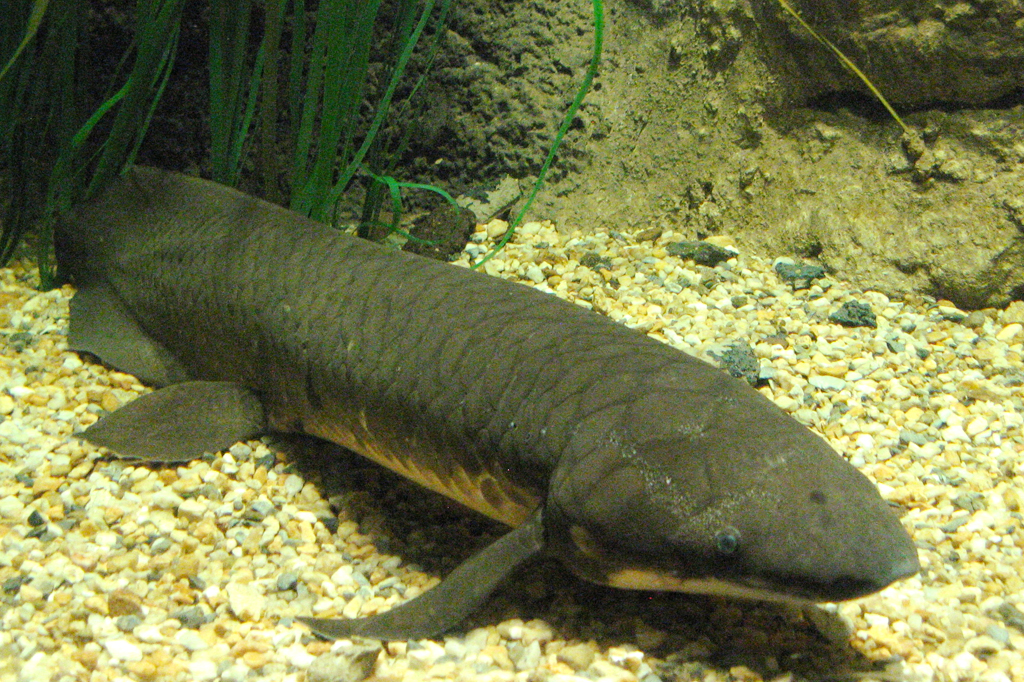 Peixe pulmonado australiano no National Zoo & Aquarium em Canberra, Austrália.