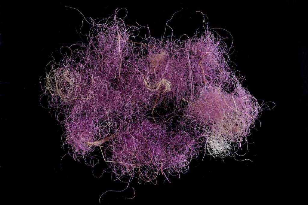 Púrpura tíria, o pigmento roxo que fedia a peixe e valia seu peso em ouro