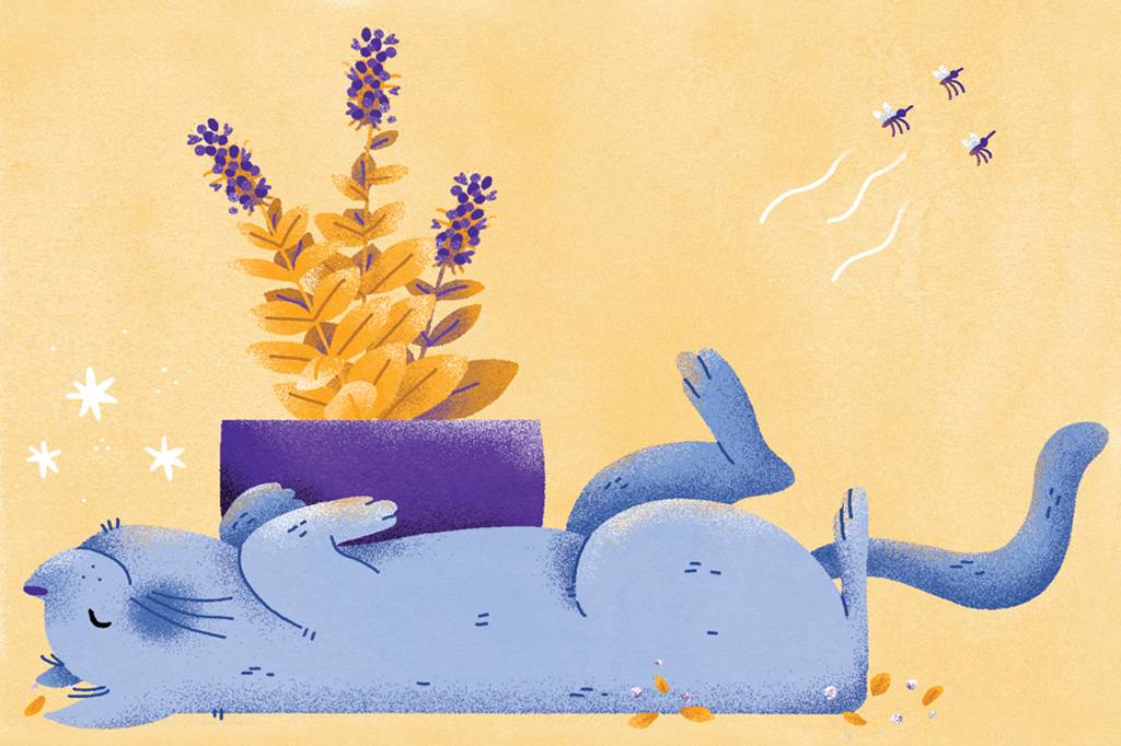 Catnip pode servir como repelente de mosquito para gatos