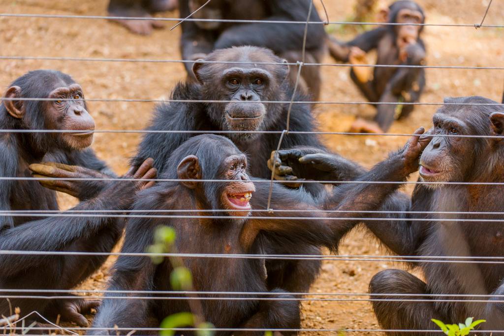 Descoberta nova bactéria que causa doença misteriosa e fatal em chimpanzés