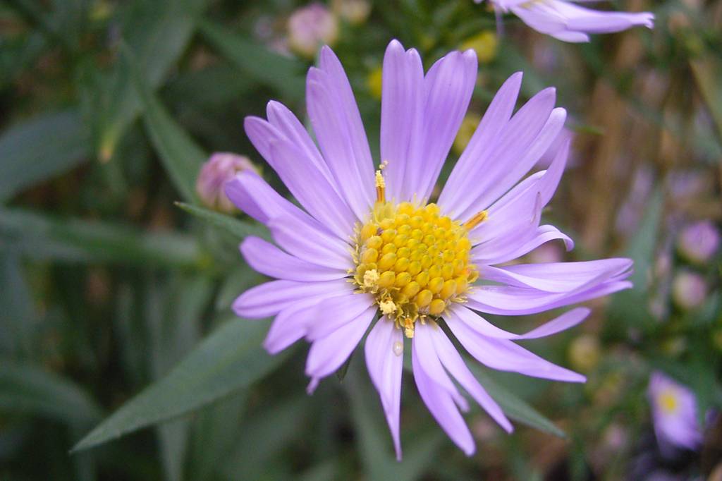 A flor que está atraindo 90 milhões de visualizações por dia na Wikipédia