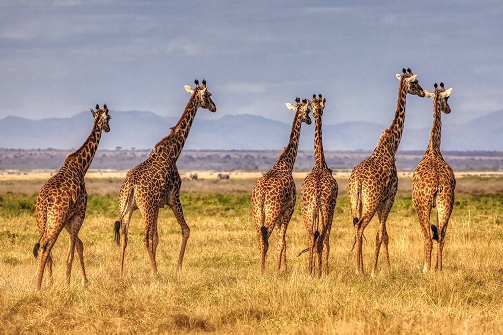 Girafas fêmeas que convivem entre amigas vivem mais, aponta estudo