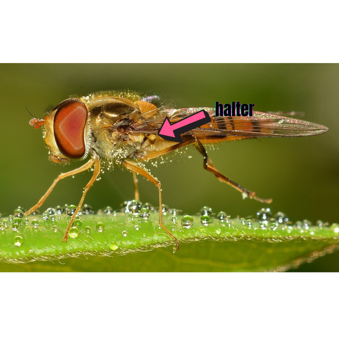 Por que &eacute; t&atilde;o dif&iacute;cil matar uma mosca?