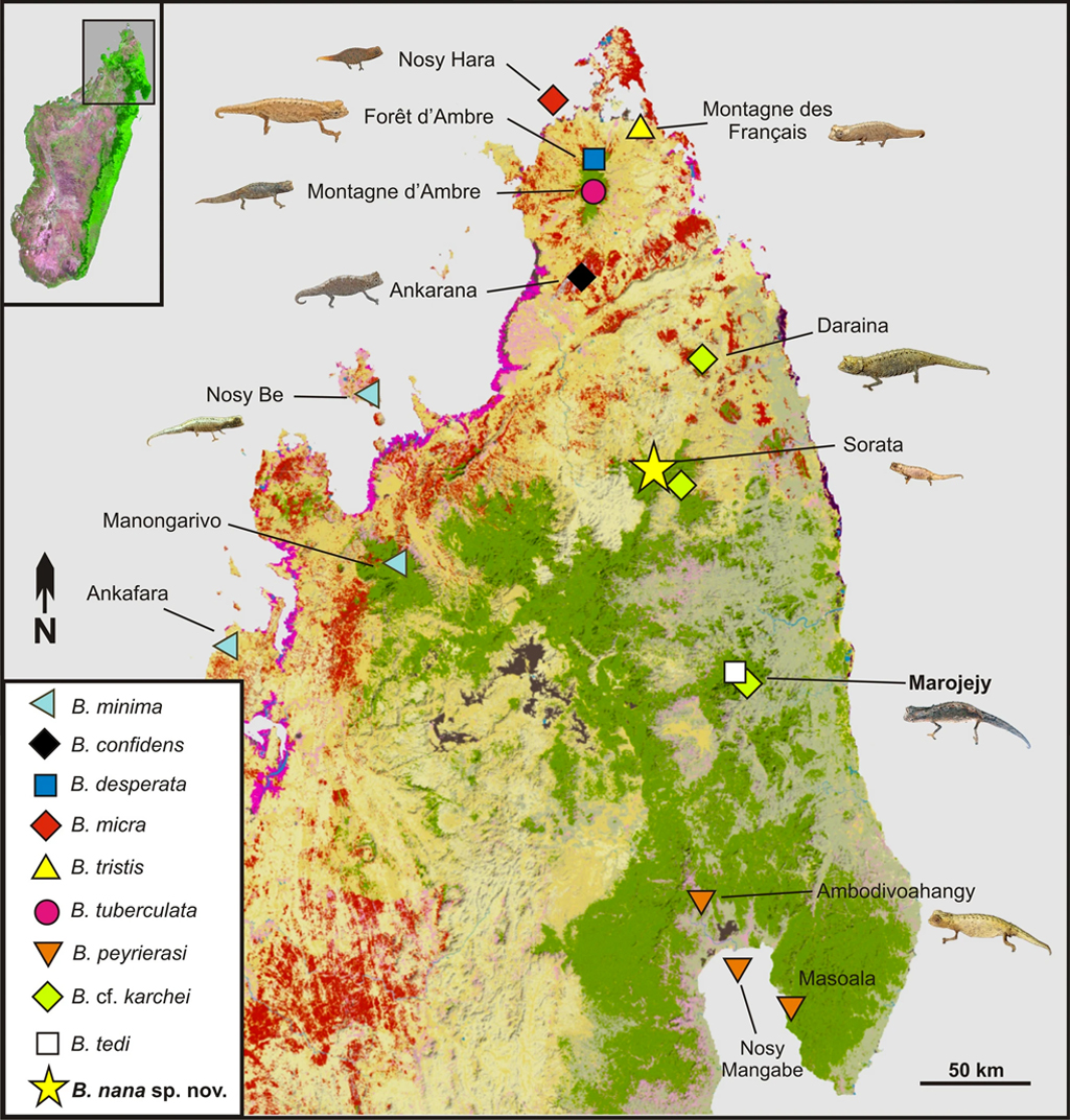 menor-reptil-03_site Mapa do norte de Madagascar, mostrando a distribuição de espécies do subgênero Evoluticauda (conhecido como grupo Brookesia minima ) nesta região.
