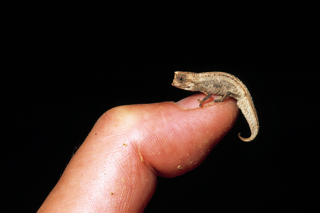 Cientistas descrevem menor réptil do mundo, com apenas 1,35 cm de comprimento