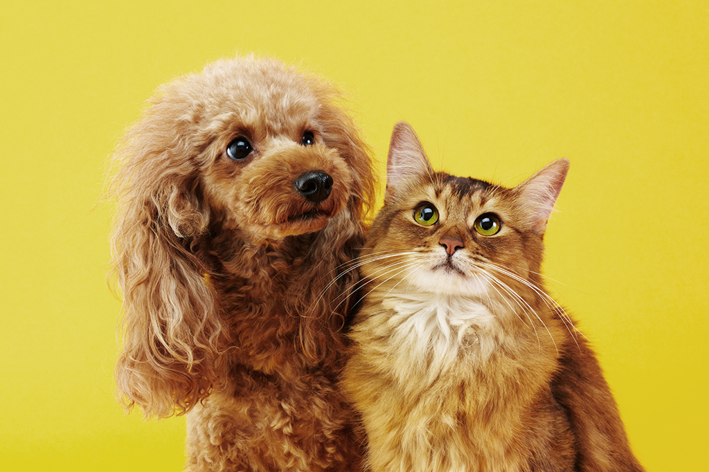 Pesquisa revela os nomes de cães e gatos mais comuns no Brasil em 2020