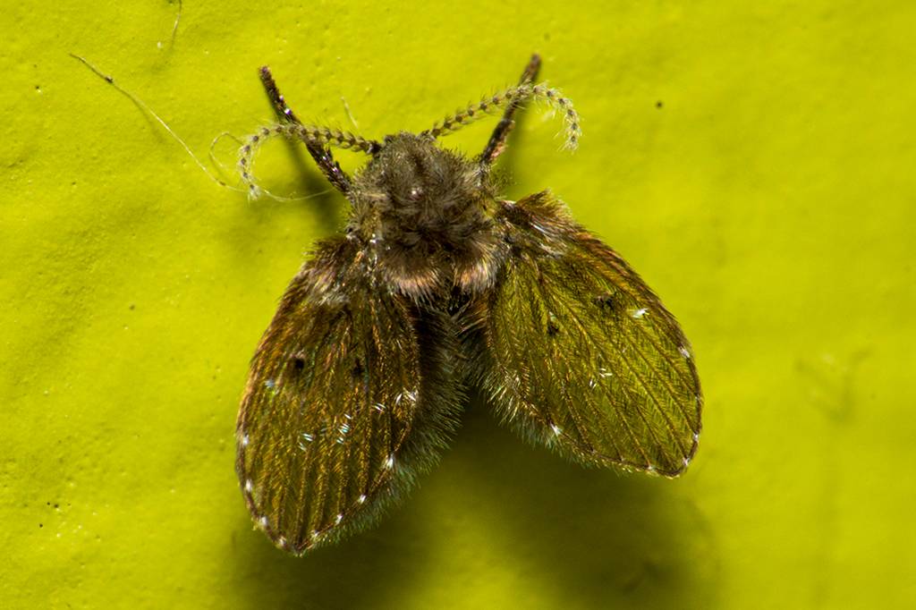 De onde saem e por que aparecem as mosquinhas de banheiro?