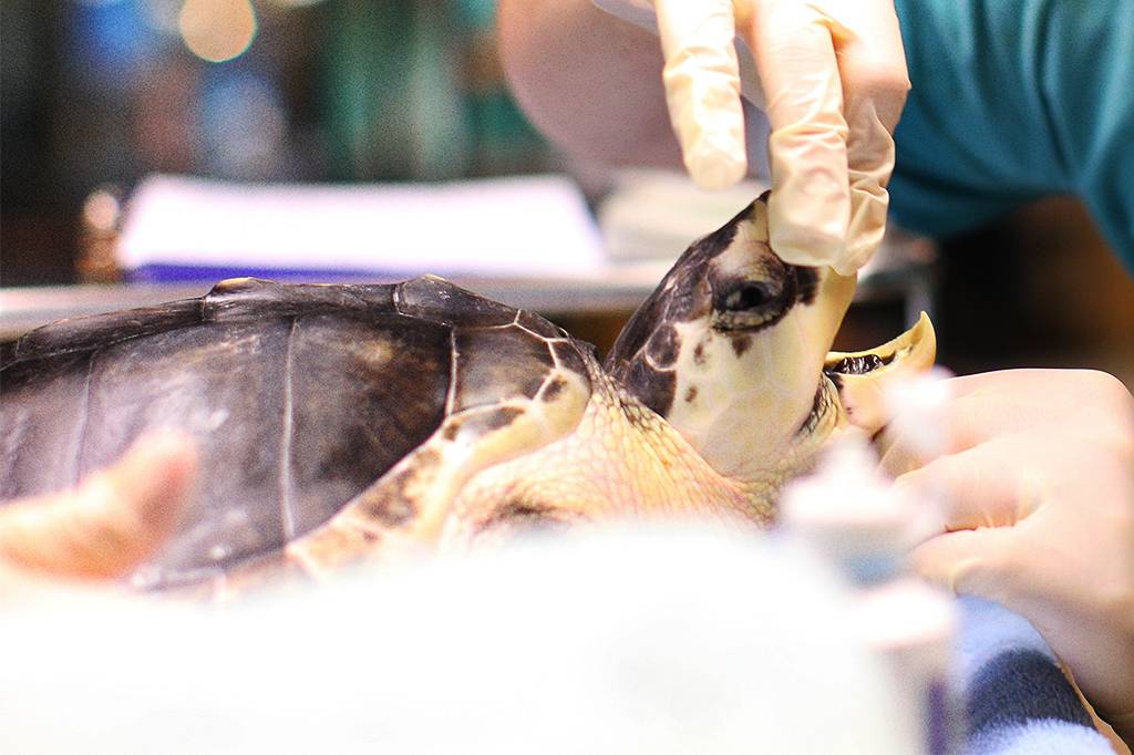 Para tartarugas afetadas por derramamentos de óleo, maionese é a pedida