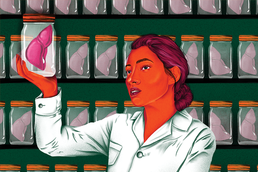 Brasileiros testam técnica para fazer fígado em laboratório