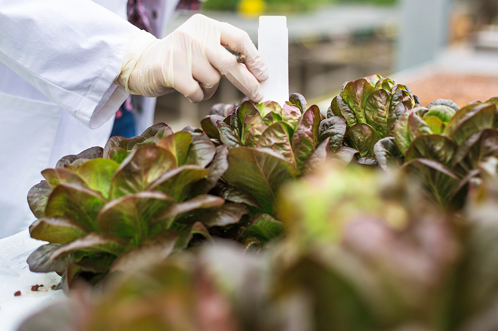 Tripulação de base lunar simulada produziu comida e oxigênio por 200 dias
