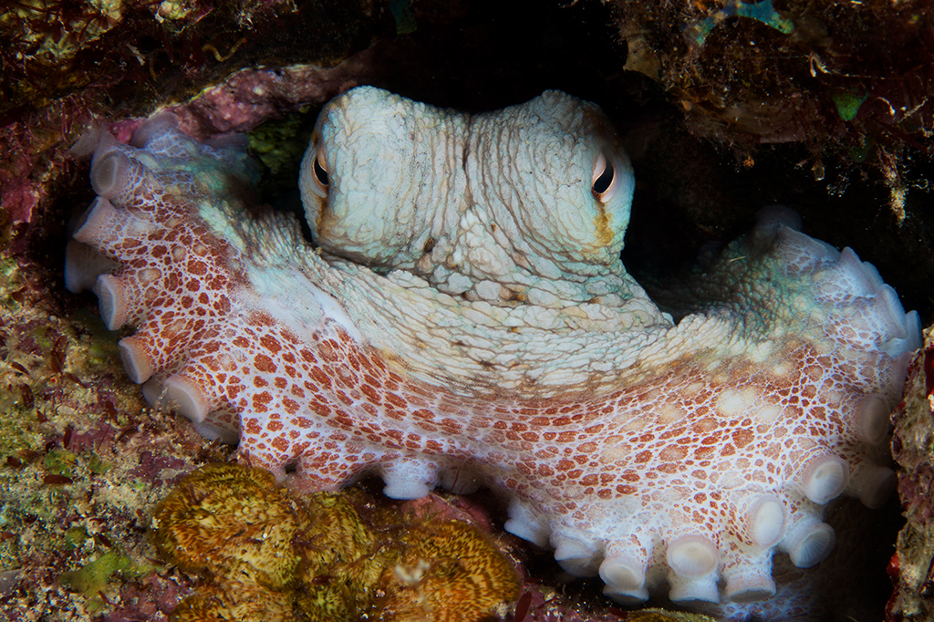 Pesquisa brasileira revela que polvos possuem duas fases do sono